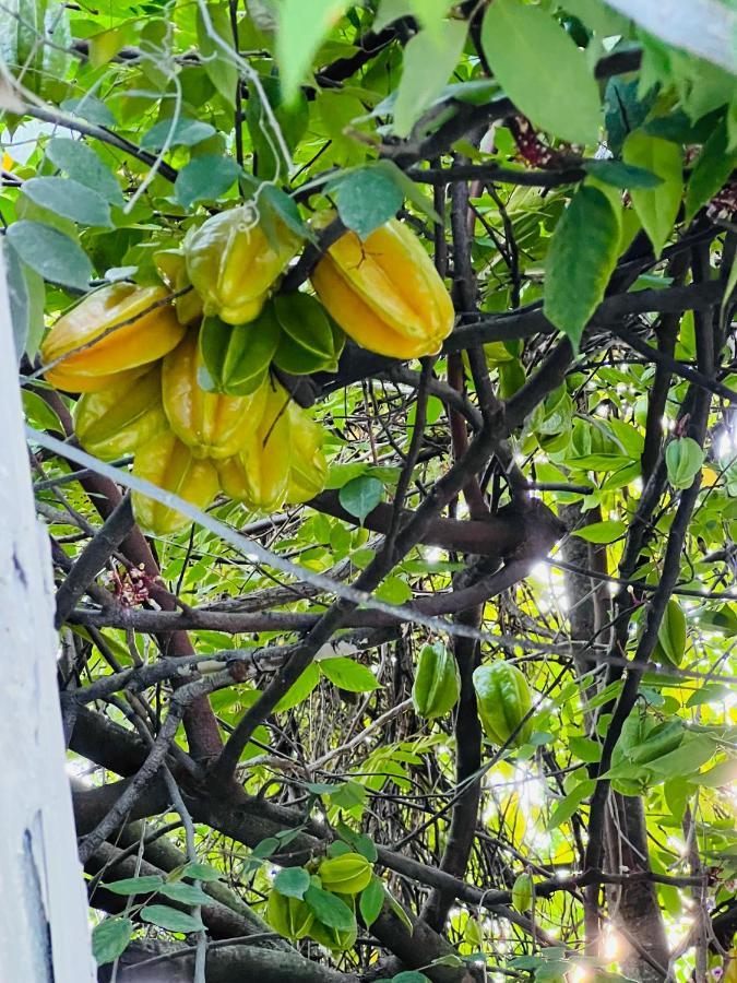 3Bdrm Fruit Tree Home Near Downtown Orlando Eksteriør bilde
