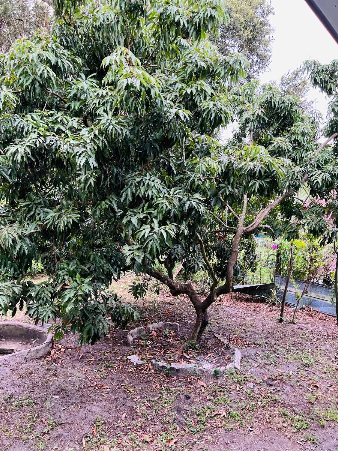 3Bdrm Fruit Tree Home Near Downtown Orlando Eksteriør bilde